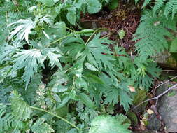 Слика од Aconitum napellus subsp. castellanum Molero Mesa & C. Branche