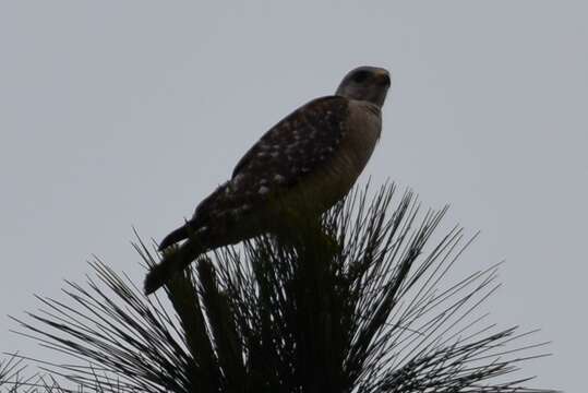 Image of Buteo lineatus extimus Bangs 1920