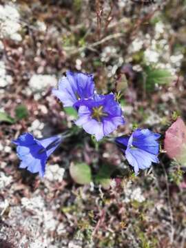 Image of Gentiana grandiflora Laxm.