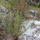 Image of Polydora bainesii subsp. bainesii