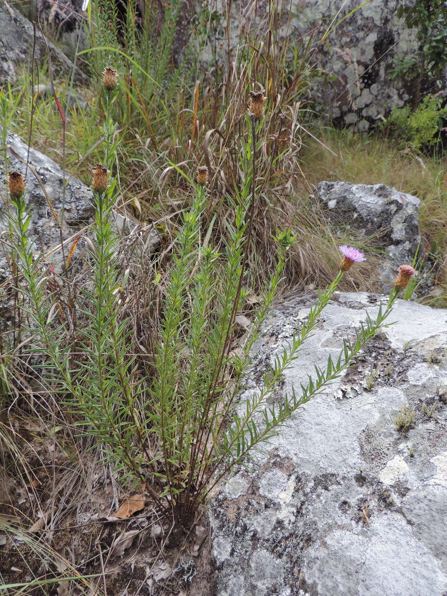 Image of Polydora bainesii subsp. bainesii