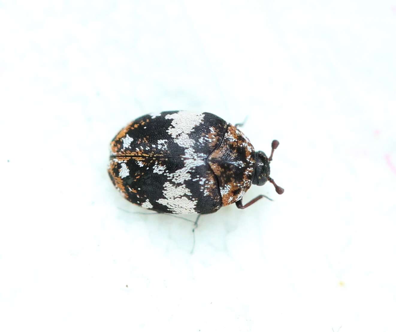 Image of Dermestid beetle