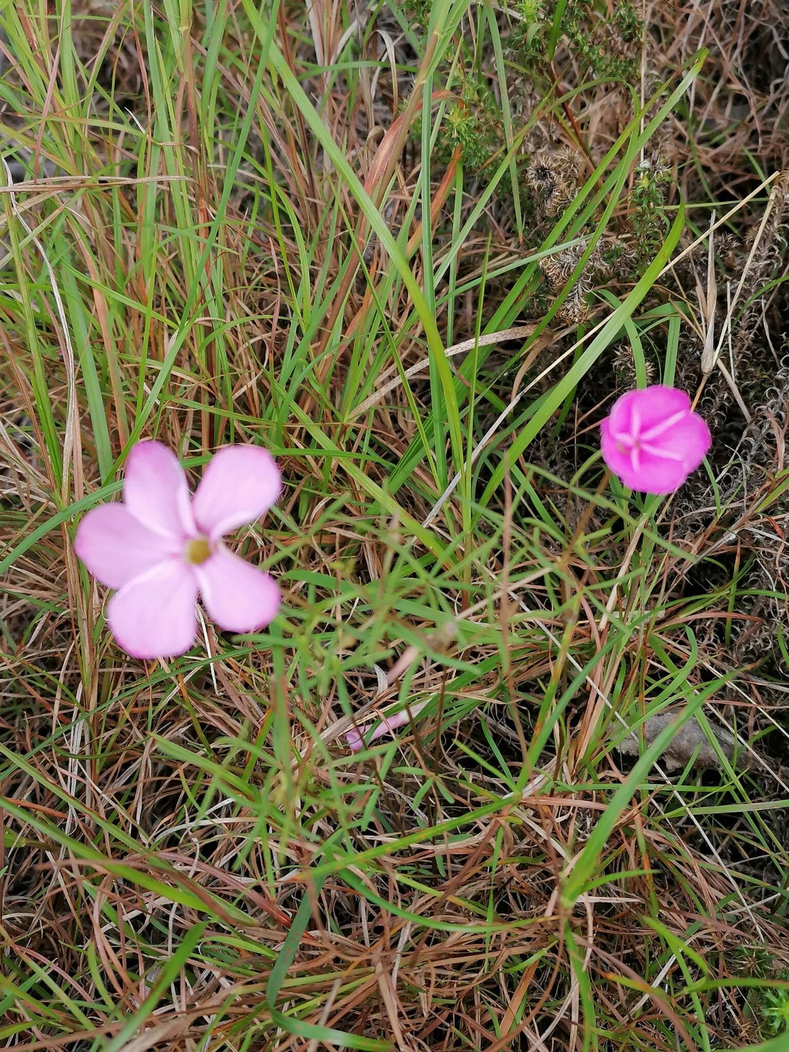 Image de Sutera polyantha (Benth.) Kuntze