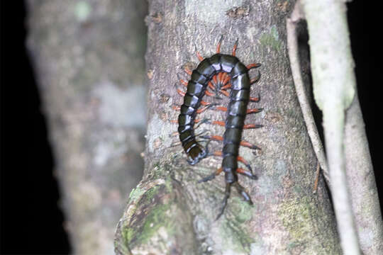 Image of Scolopendra japonica L. Koch 1878