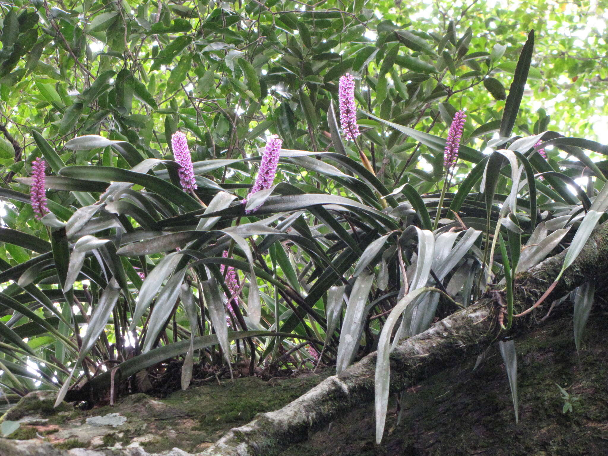 Imagem de Arpophyllum giganteum Hartw. ex Lindl.