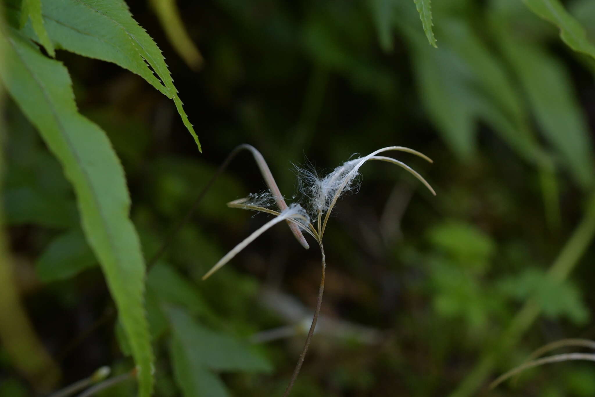 Imagem de Epilobium nummularifolium R. Cunn. ex A. Cunn.