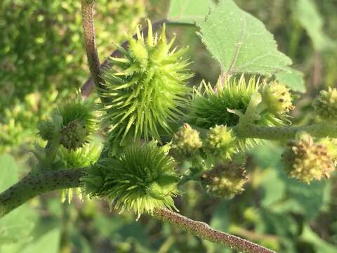 Imagem de Xanthium orientale L.