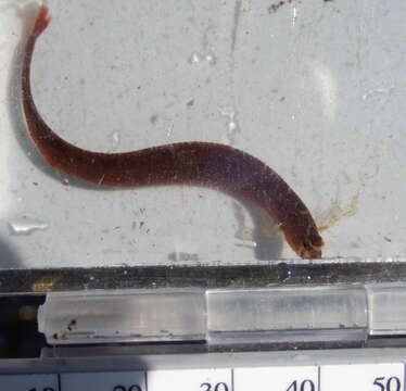 Image of Bracketed blenny