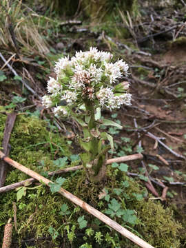 Petasites frigidus var. palmatus (Ait.) Cronq.的圖片