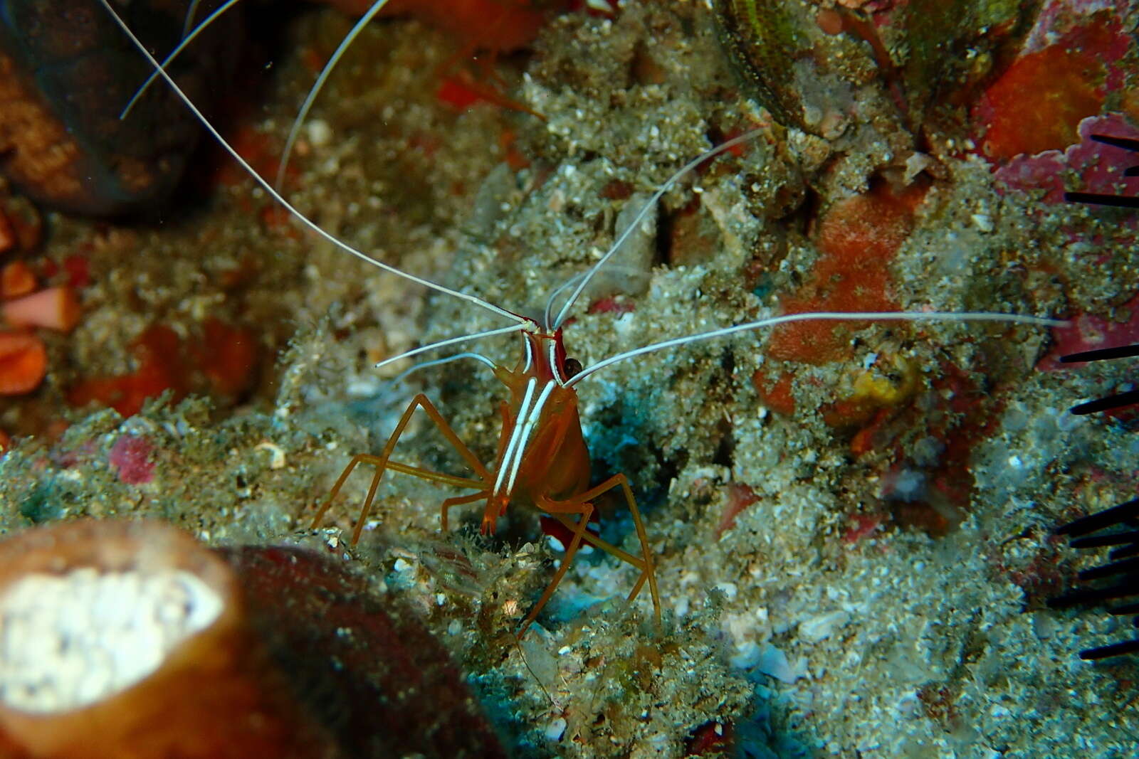 Image of Scarlet cleaner shrimp