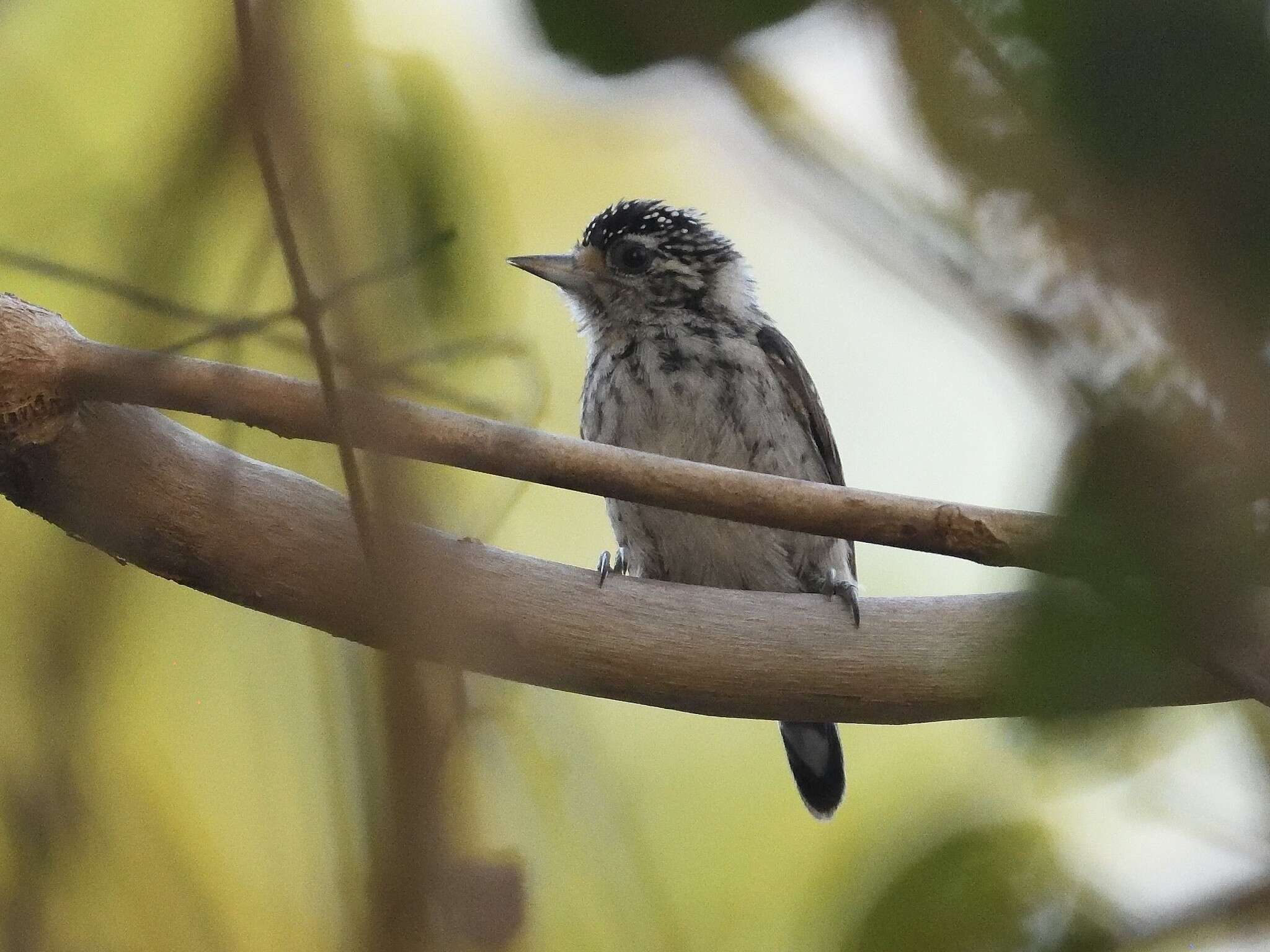 صورة Picumnus albosquamatus d'Orbigny 1840