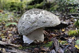 Image de Amanita merxmuelleri Bresinsky & Garrido 1985