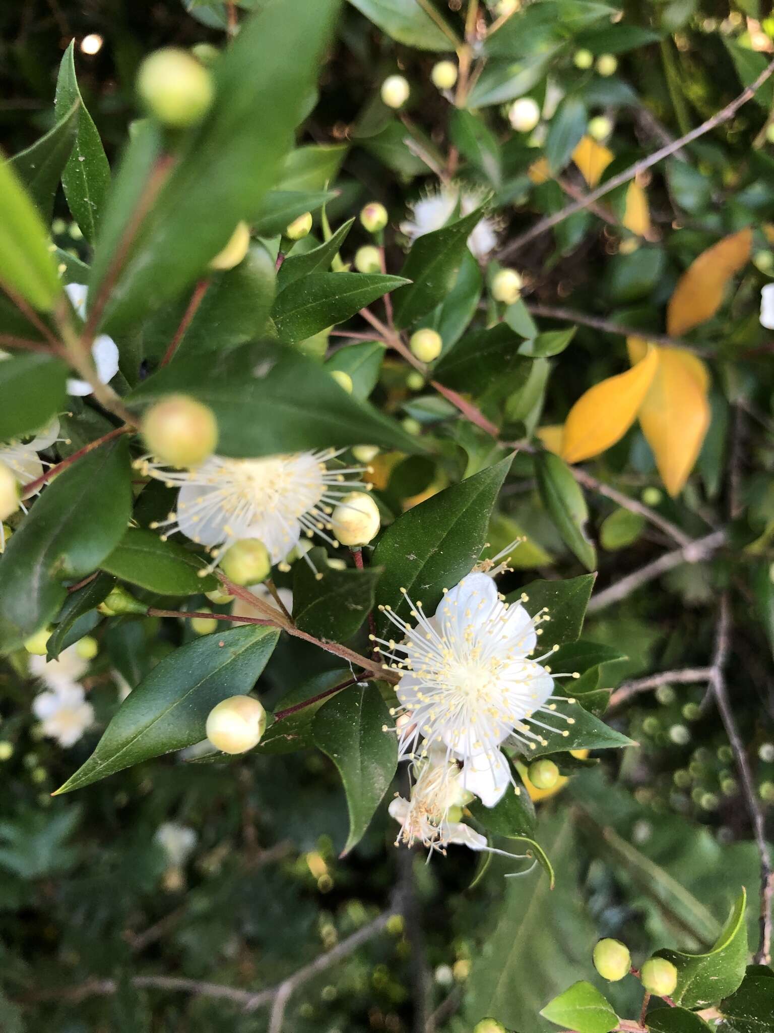 Image of Myrtus communis subsp. communis