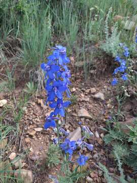 Image of Geyer's larkspur