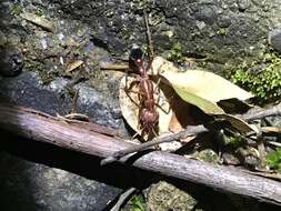 صورة Myrmecia brevinoda Forel 1910