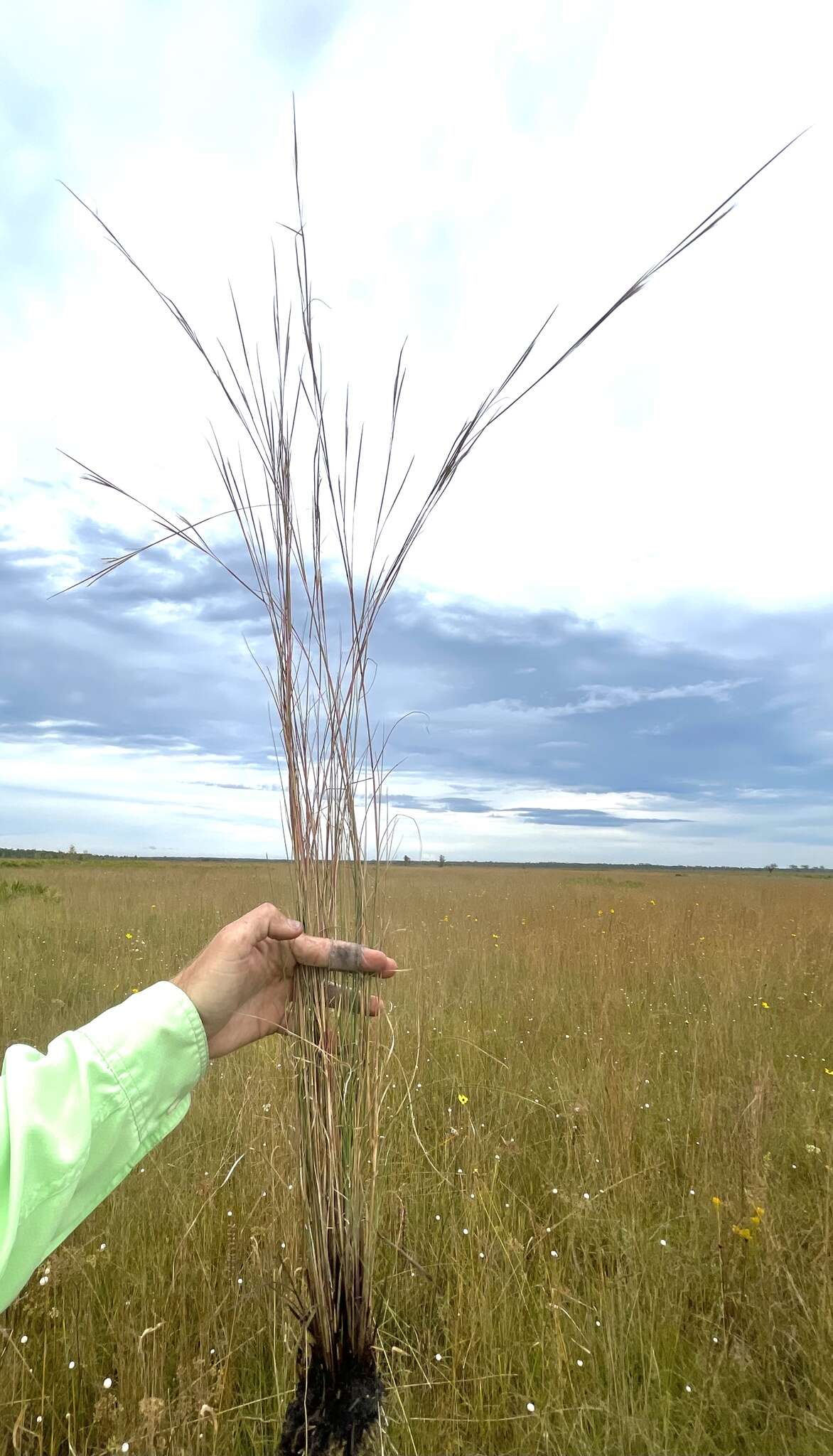 Plancia ëd Andropogon gyrans Ashe