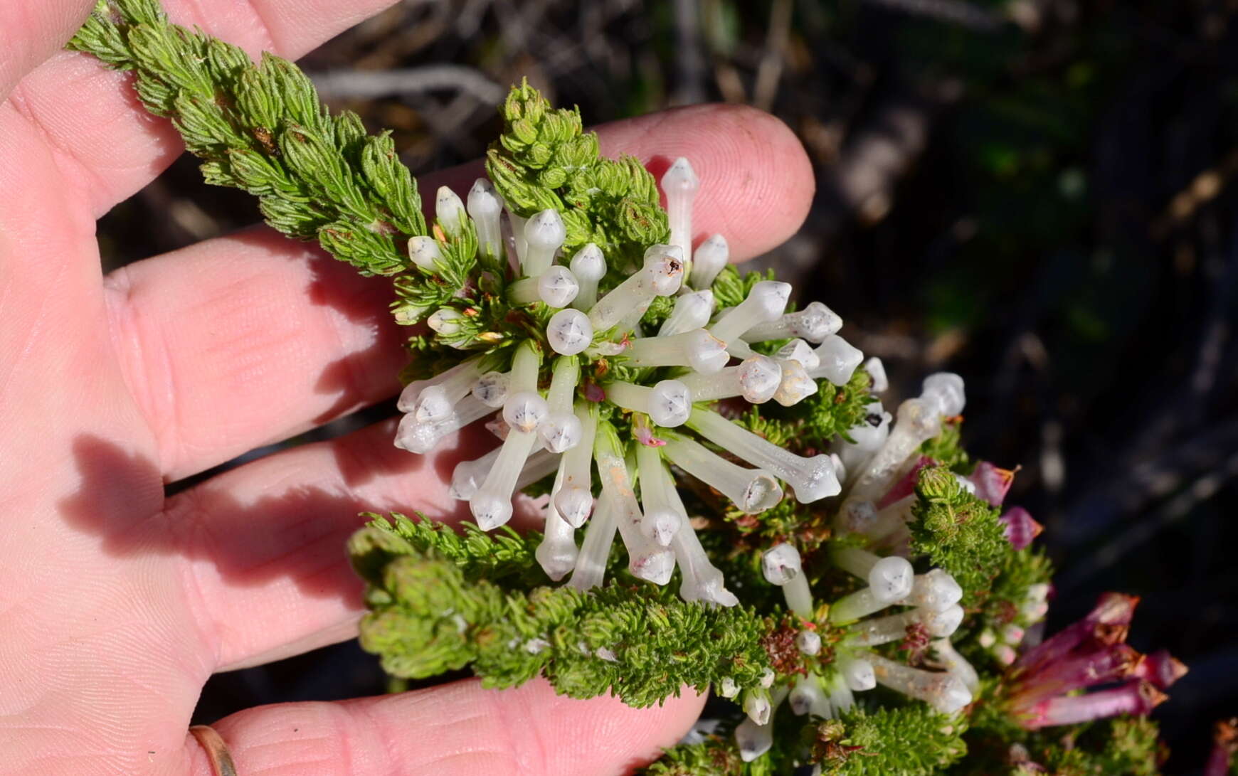 Слика од Erica colorans Andr.