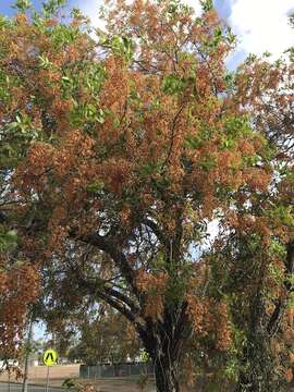 Sivun Cassia brewsteri F. Muell. kuva