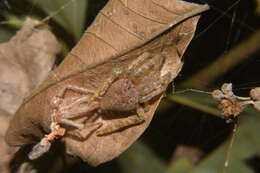 Image of Red Tent Spider