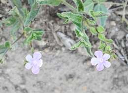 Image of Priva grandiflora (Ortega) Moldenke