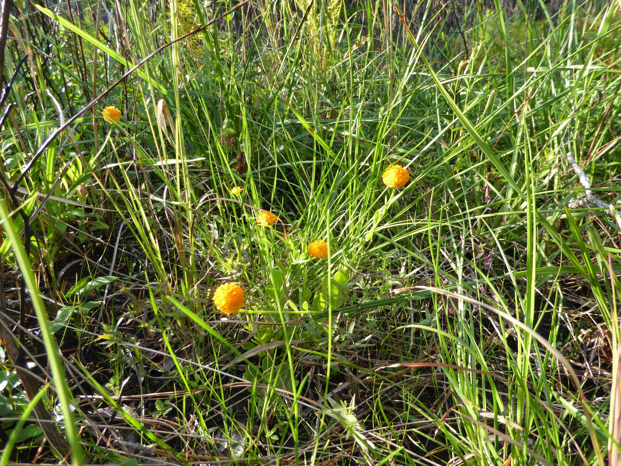 Sivun Polygala lutea L. kuva