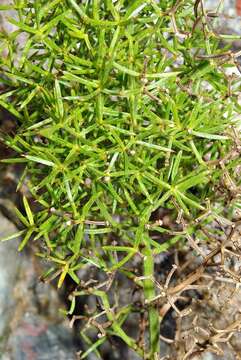 Image of Asparagus rigidus Jessop