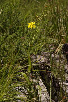 Image of Moraea ramosissima (L. fil.) Druce