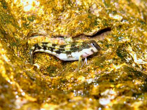 Image of Adriatic blenny