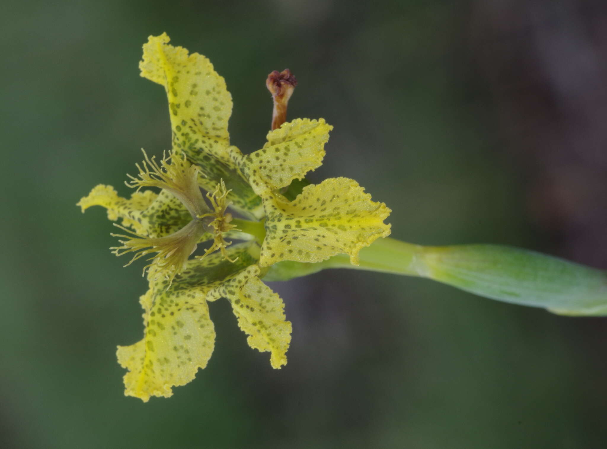 Image of Ferraria welwitschii Baker