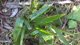 Image of Canary Island date palm