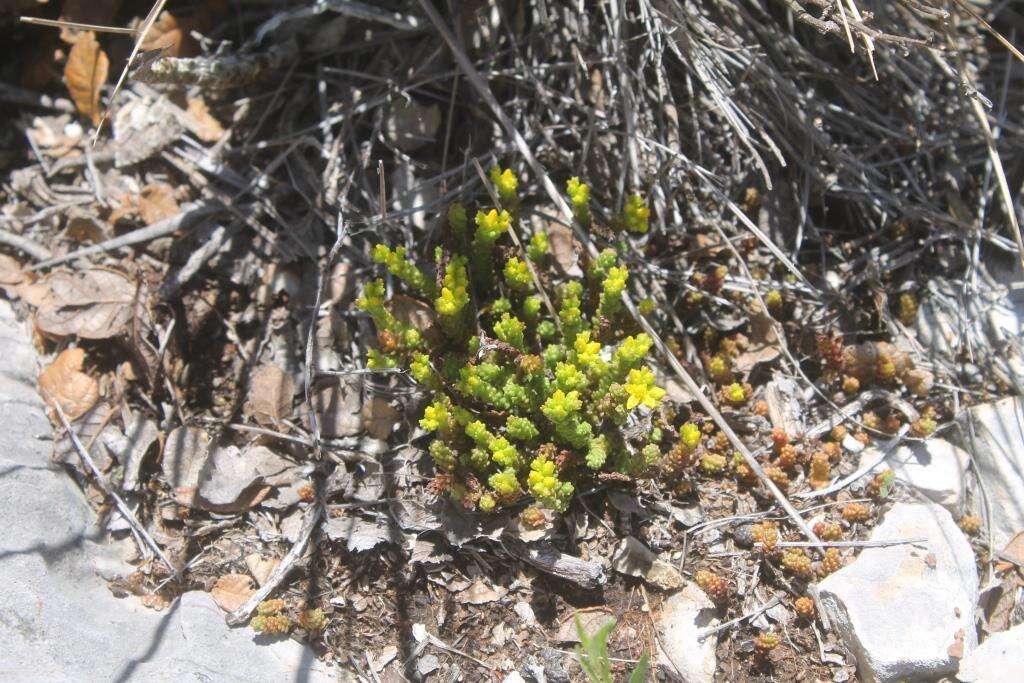 صورة Sedum catorce G. L. Nesom