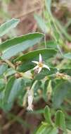 Image of Lobelia concolor R. Br.