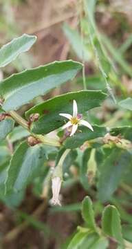 Image of Lobelia concolor R. Br.