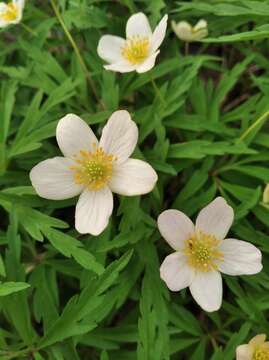 Image of Anemone uralensis Fisch. ex DC.