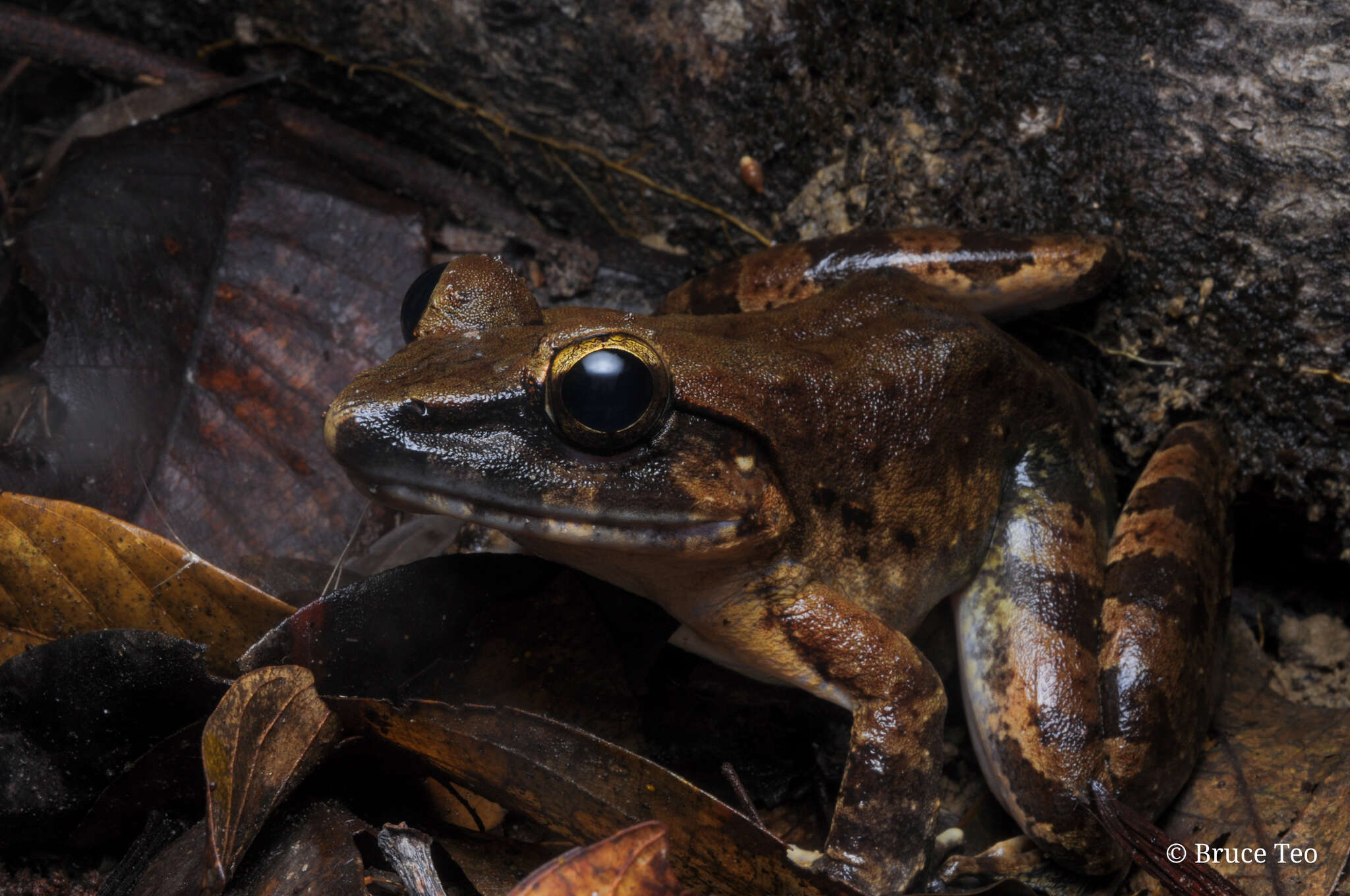 Image of Giant River Frog