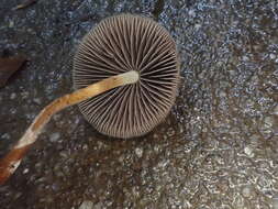 Image de Psilocybe papuana Guzmán & E. Horak 1979