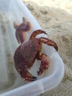 Image of Jonah crab