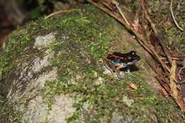 Image of Fort Randolph Robber Frog