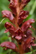 Image of Orobanche gracilis Sm.