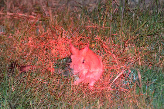 Image of East African Spring Hare