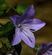 Image of Campanula isophylla Moretti