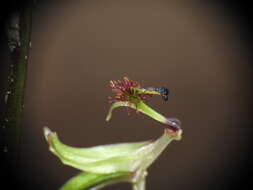 Plancia ëd Arthrochilus irritabilis F. Muell.