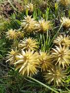 Image of Phylica plumosa var. plumosa