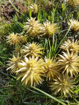 Image of Phylica plumosa var. plumosa