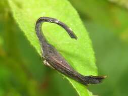 Imagem de Cladonota (Falculifera) apicalis Stål