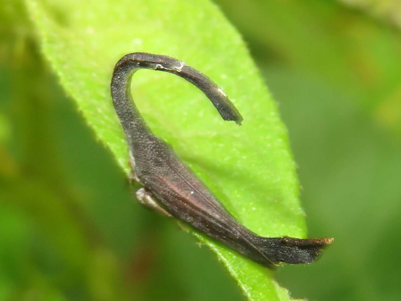 Imagem de Cladonota (Falculifera) apicalis Stål