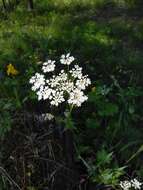 Imagem de Aegopodium alpestre Ledeb.