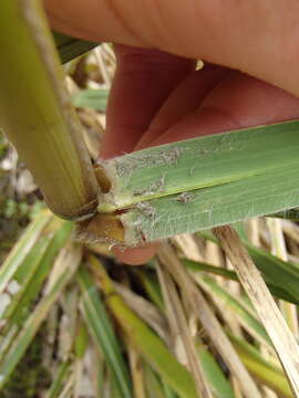 Imagem de Chionochloa conspicua (G. Forst.) Zotov