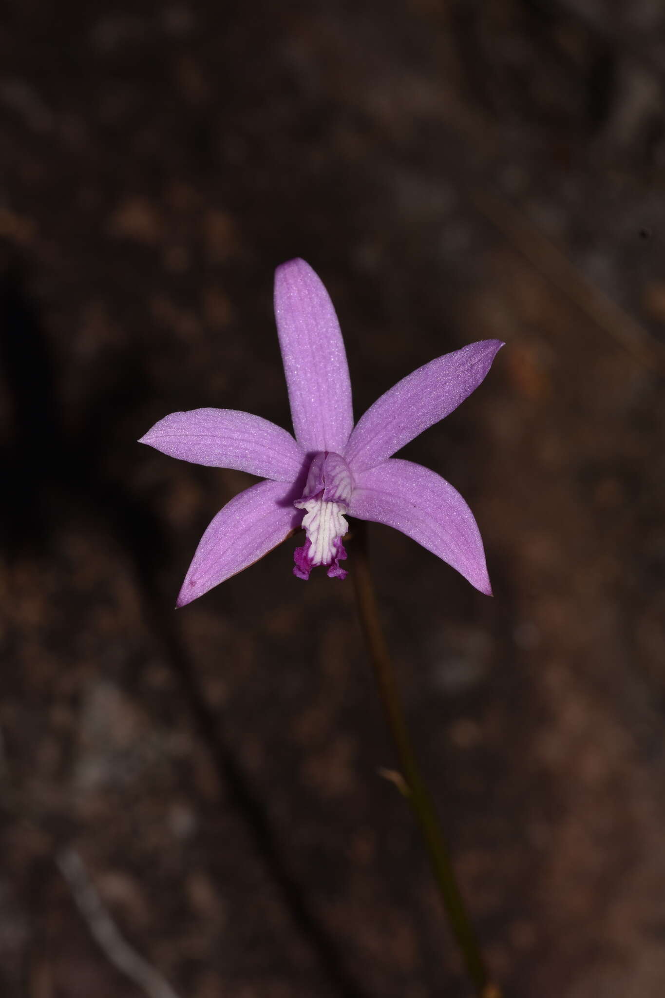 Image of Cattleya pabstii (F. E. L. Miranda & K. G. Lacerda) Van den Berg