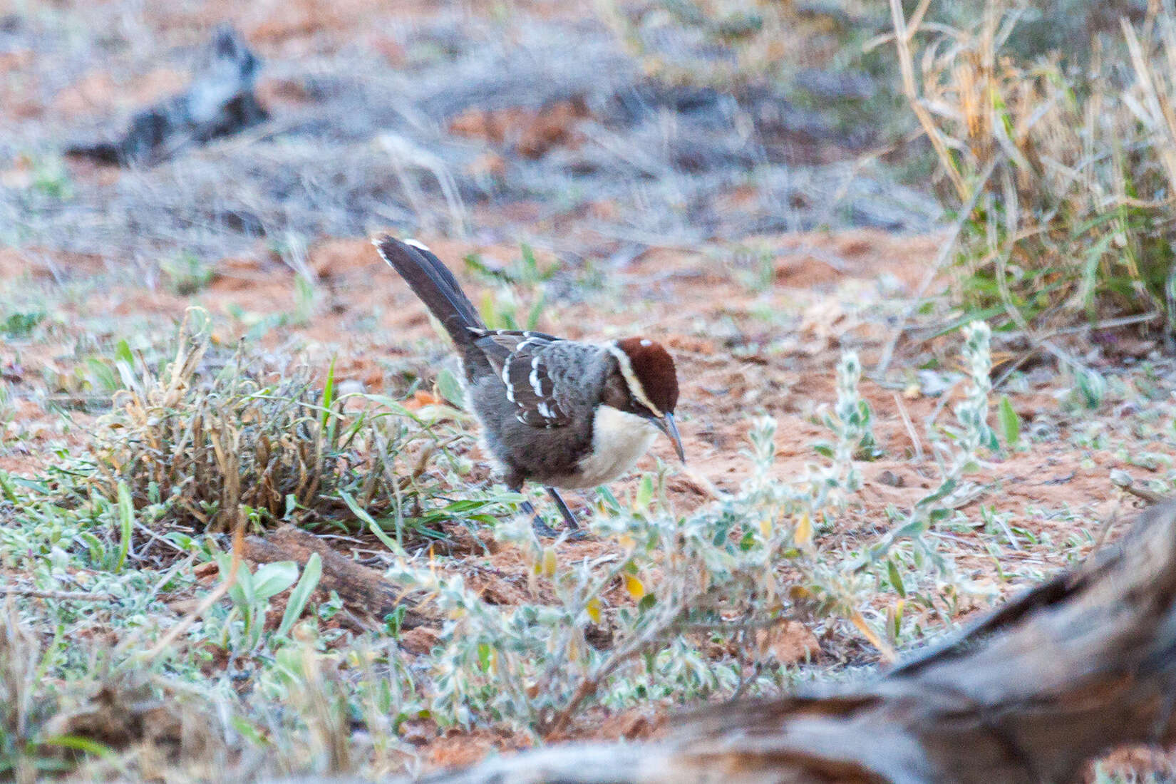 Image of Chestnut-crowned Babbler